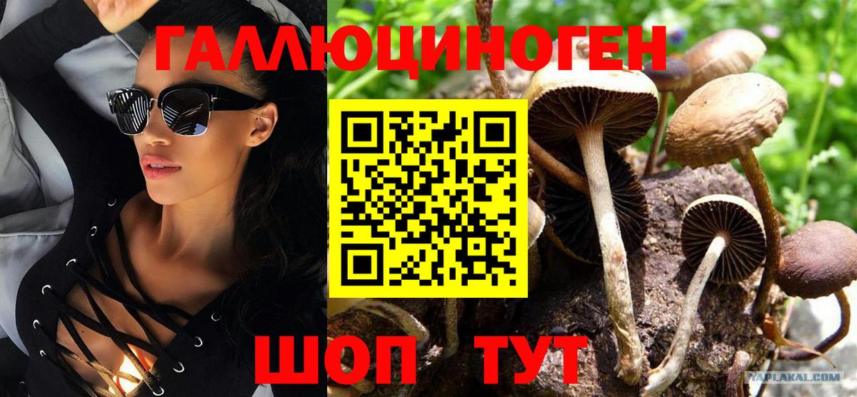 Псилоцибиновые грибы Psilocybine cubensis Богданович